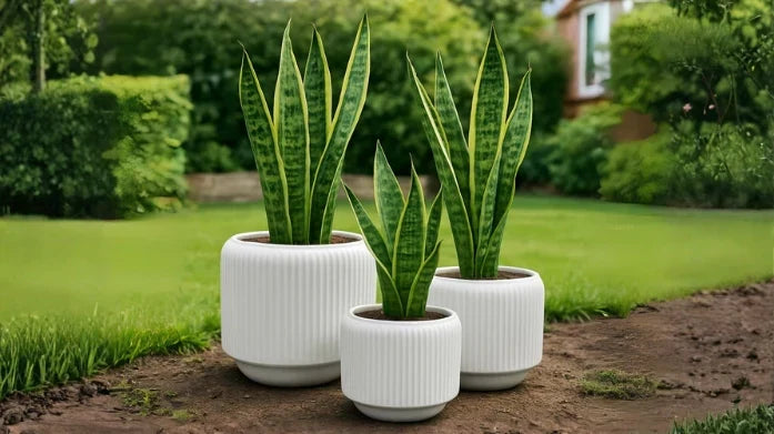 MACETEROS Y CANASTOS