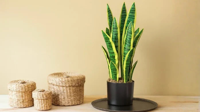 PLANTAS ARTIFICIALES