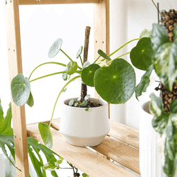 Macetero Maceta De Ceramica Elegante Blanco Liso Brillante M - Fliperex