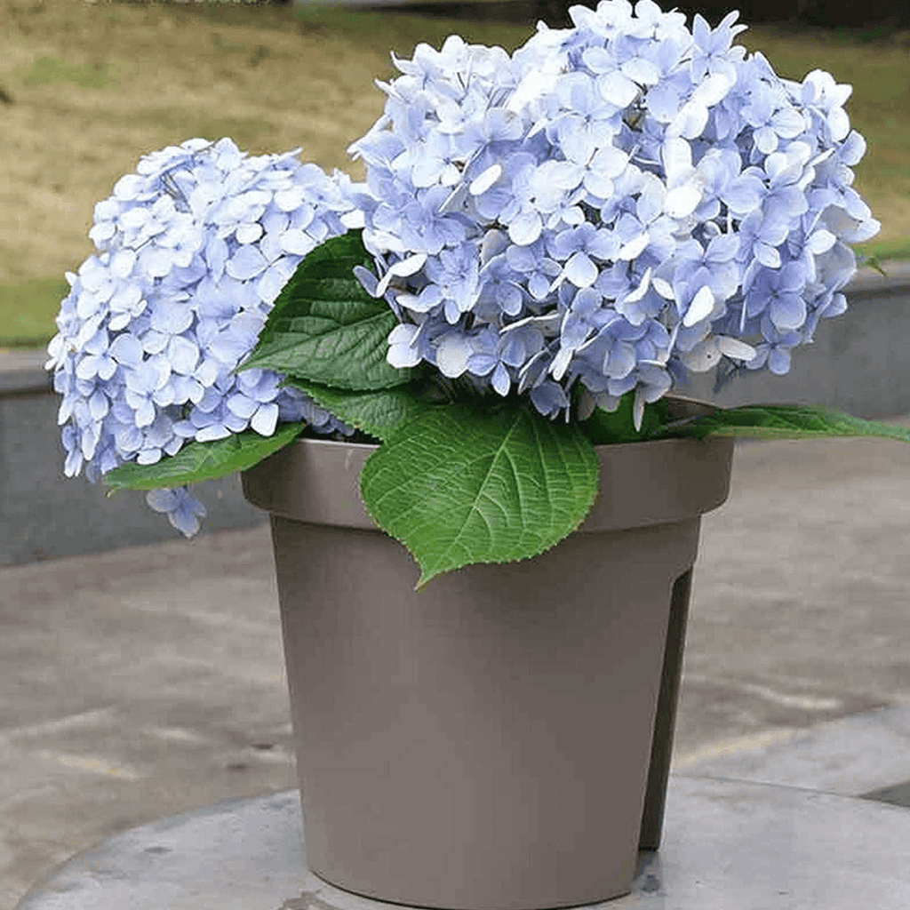 Macetero Colgante Para Balcon Terraza Plastico Maceta Jardin - Fliperex