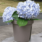 Macetero Colgante Para Balcon Terraza Plastico Maceta Jardin - Fliperex