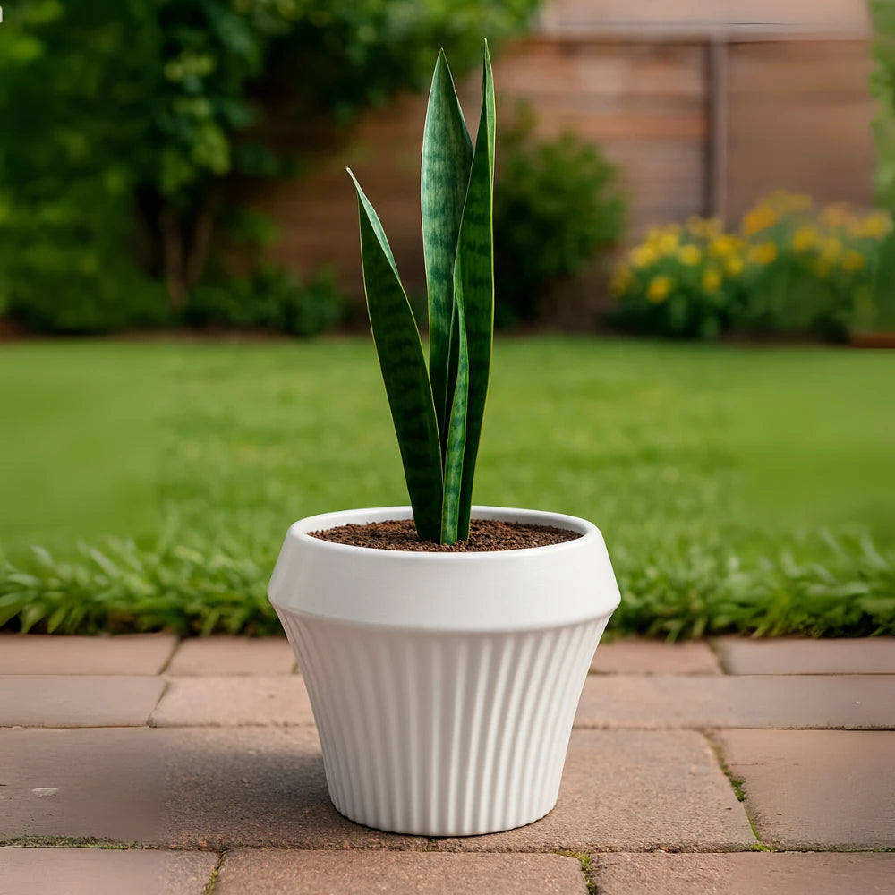 Macetero De Ceramica Blanco Mate Lineas Decorativas Maceta L