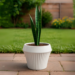 Macetero De Ceramica Blanco Mate Lineas Decorativas Maceta L