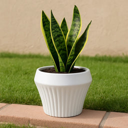 Macetero De Ceramica Blanco Mate Lineas Decorativas Maceta L