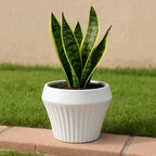 Macetero De Ceramica Blanco Mate Lineas Decorativas Maceta M