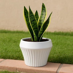 Macetero De Ceramica Blanco Mate Lineas Decorativas Maceta M