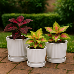 Set 3 Maceteros Maceta De Cerámica Blancos Diseños Lineas