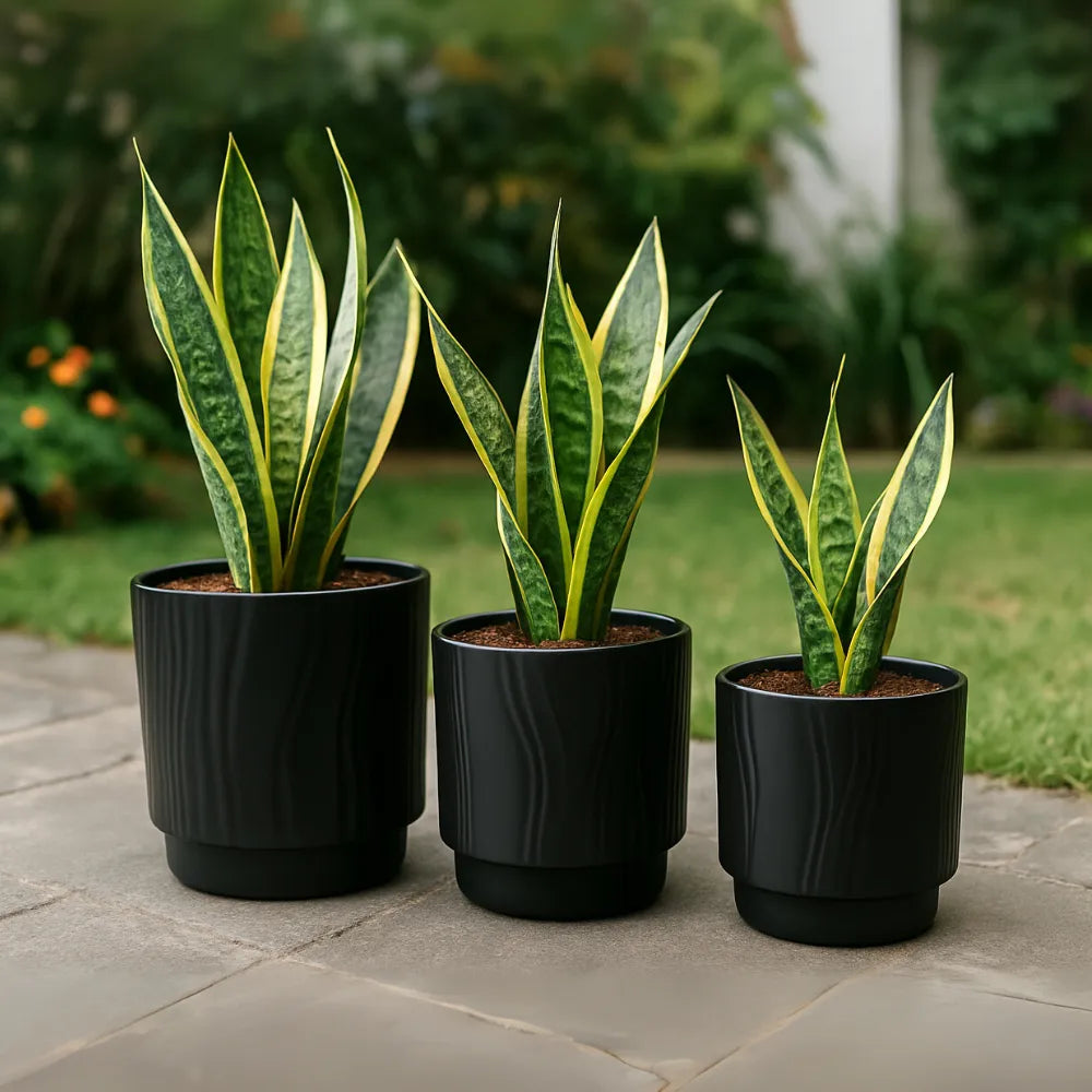 Set 3 Maceteros Maceta De Ceramica Negro Con Lineas