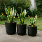 Set 3 Maceteros Maceta De Ceramica Negro Con Lineas