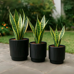 Set 3 Maceteros Maceta De Ceramica Negro Con Lineas