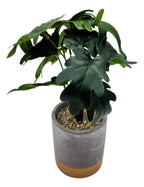 Planta Artificial Tropical Macetero Ceramica Gris Con Dorado - Fliperex
