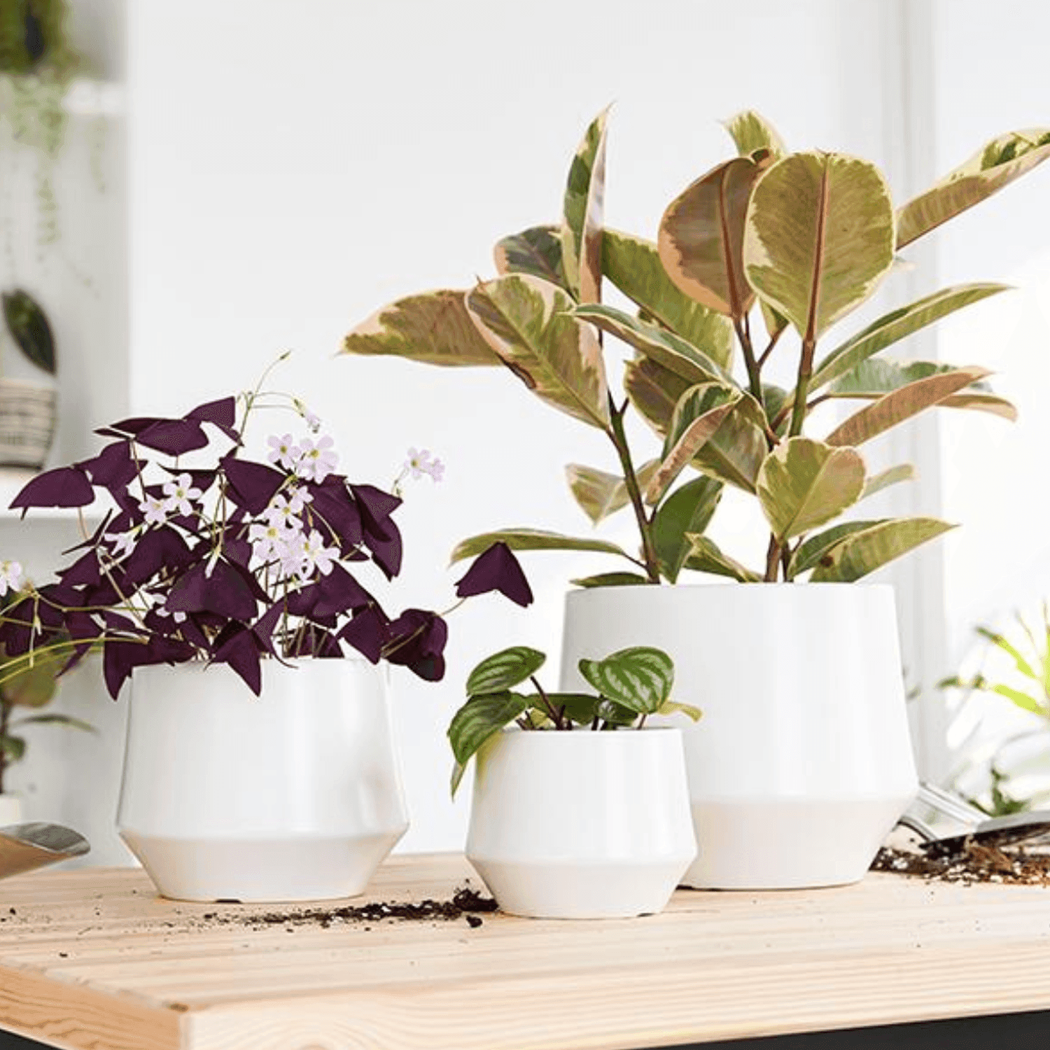 Set 3 Maceteros Maceta De Ceramica Elegante Blanco Liso - Fliperex