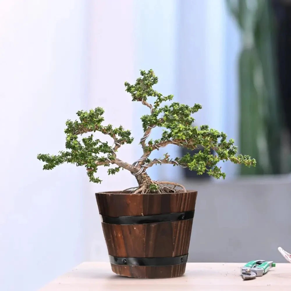 Macetero De Madera Tipo Barril Para Jardin Terraza Planta XS