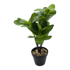Planta Artificial Hoja Verde Deco Macetero Plastico Negro - Fliperex