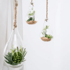 Terrario Colgante De Vidrio En Forma De Gota Para Plantas - Fliperex