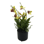 Planta Artificial Orquidea Amarillo Decorativa Macetero Loza - Fliperex